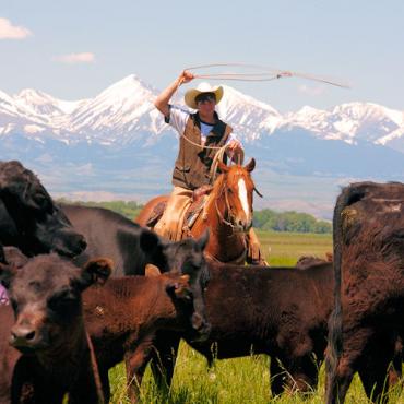 Montana cowboy.jpg