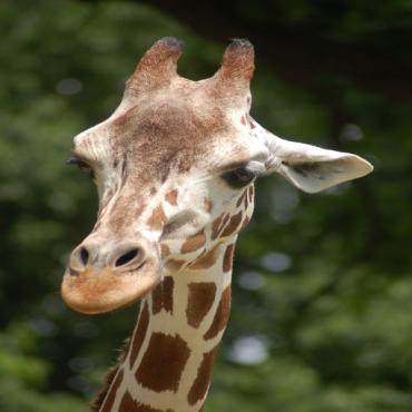 Giraffe at Henry Doorly Zoo