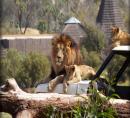 Lions at San Diego Wild Animal Park
