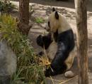 Panda Bear San Diego Zoo