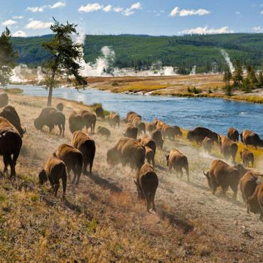 Yellowstone bison2.jpg