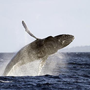 Maui whale Hi-res.jpg