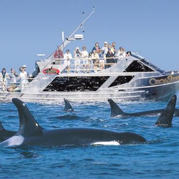 BC Orca Spirit whale watch.jpg