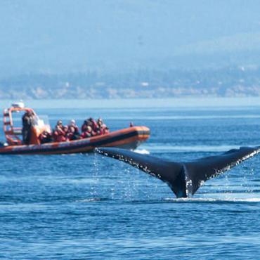 BC whale zodiac boat.jpg