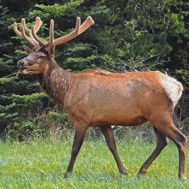 CANADA Elk