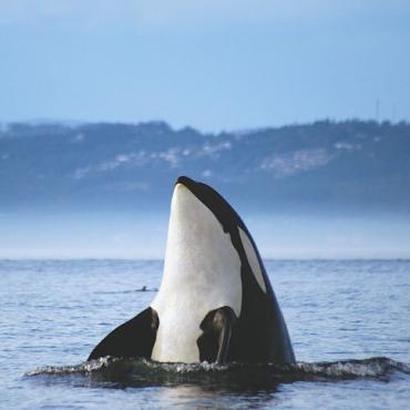 Victoria orca whale Credit Tourism Victoria