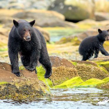 North YVR island bears Credit Northern Vancouver Island Tourism Steven Fines 