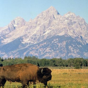 Bison and Mountain