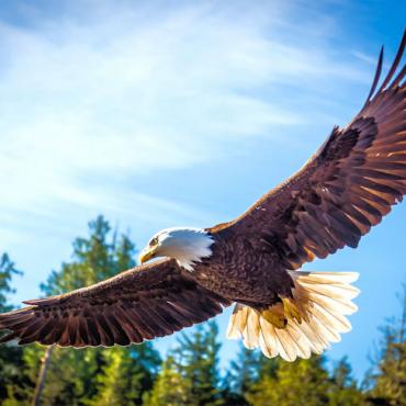 Holland America Eagle