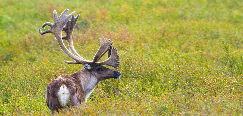 AK Denali Natl Park © State of Alaska Michael DeYoung