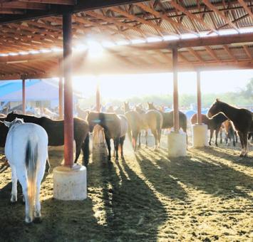 AZ Tanque Verde Ranch horses