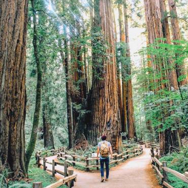 CA Redwoods