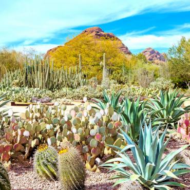 AZ PHX Plants at Desert Botanical Garden Photo Credit Visit Phoenix & Desert Botanical Garden