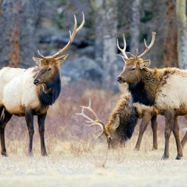 CO Elk Rocky Mountain Park Photo Credit Visit Colorado Matt Inden Miles