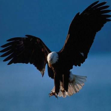 Flying eagle AK