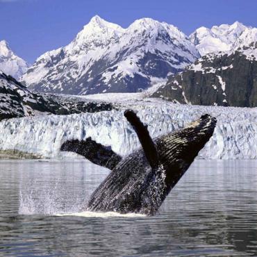 Humpback whale AK