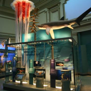 Ocean Hall in Smithsonian 