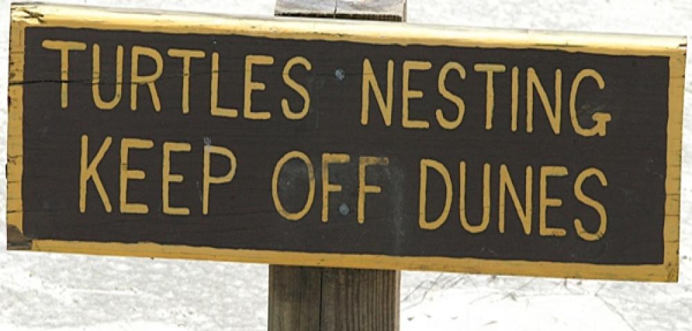 Little St Simons Turtle Sign