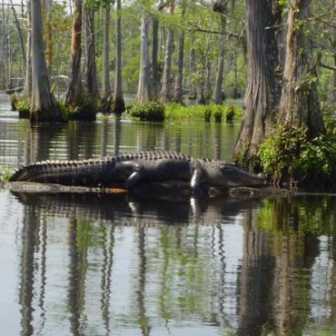 Bayou alligator