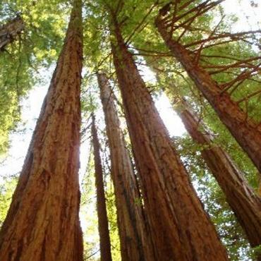 CA Muir woods tall trees