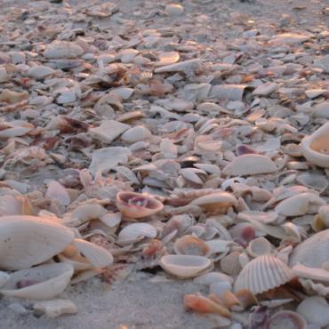 Naples beach shells