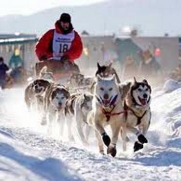 Iditarod race
