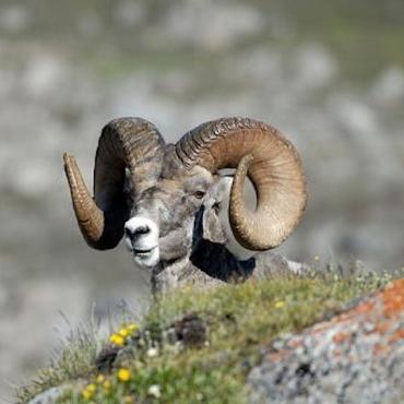 Alberta Jasper NP Big Horn sheep