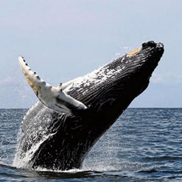 MA 7 seas whale watch tour.jpg