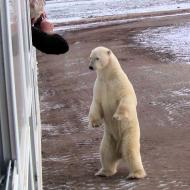 MAN Churchill polar bear.jpg