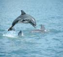 Dolphins at play, Sanibel