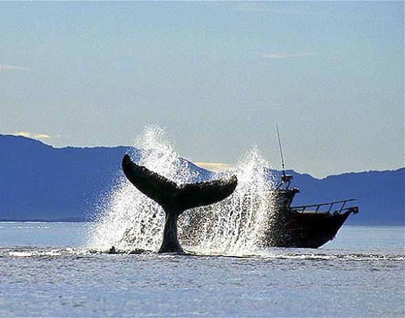 - Bon Voyage Vancouver Whale Watching Tour 2021/2022 holidays