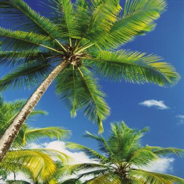 Palm Trees, Florida