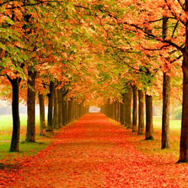 Fall foliage road