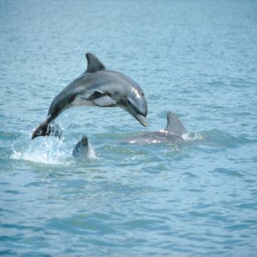 Leaping dolphins