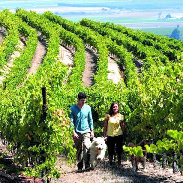 CA salinas valley vineyard.jpg