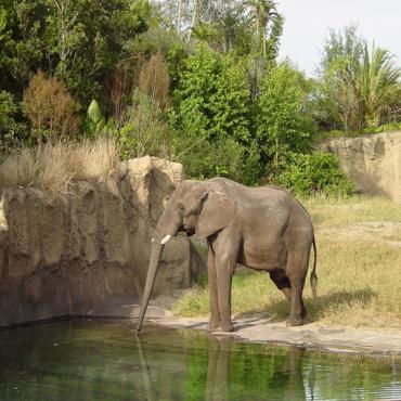 Elephant Animal Kingdom