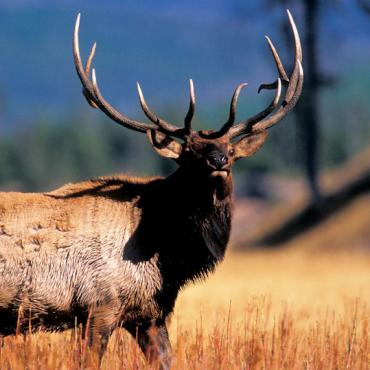 WY Yellowstone elk.jpg