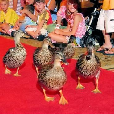 Peabody ducks.jpg