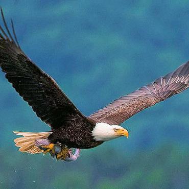 CAN YT Bald eagle flying.jpg